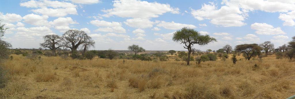 Tarangire