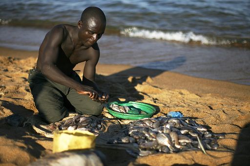 Roma, 15 set. (Apcom) - Il 21% delle specie d'acqua dolce nell'Africa continentale è minacciato di estinzione. Con conseguenze non solo sulla biodiversità, visto che la pesca rappresenta una delle principali fonti di sostentamento della popolazione. Lo afferma l'Unione mondiale per la conservazione della natura (Iucn). Oltre 5000 le specie - pesci, molluschi, granchi e varie piante acquatiche - osservate per cinque anni da oltre duecento scienziati dell'Iucn. Le maggiori minacce alla loro sopravvivenza viene dall'agricoltura, dalle dighe e dai prelievi di acqua, oltre che dalle specie aliene.

     "Le acque dolci - spiega Jean-Christophe Vié, vice responsabile del programma IUCN per la protezione della biodiversità - coprono solo l'1% della superficie del pianeta, ma ospitano circa il 7% di tutte le specie". Anche la perdita di una sola di queste può avere conseguenze drammatiche sulla sopravvivenza delle comunità. "Attorno ai grandi laghi africani - afferma l'Iucn - il pesce costituisce la fonte principale di proteine per la gran parte dei poveri del continente. Il sostentamento di circa 7,5 milioni di persone nell'Africa sub-sahariana dipende dalla pesca nelle acque interne". Se l'erosione di queste specie non viene arrestata "non solo la ricchezza delle biodiversità verrà intaccata per sempre, ma milioni di persone perderanno una risorsa chiave di cibo e guadagno", commenta William Darwall, responsabile del progetto sulla biodiversità.